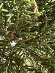 Cupressus