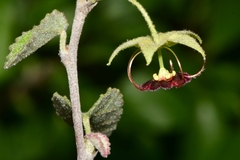 Ayenia fruticosa