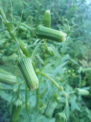 Erechtites hieraciifolius