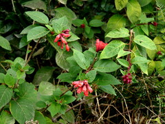 Cestrum fasciculatum