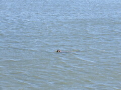 Phoca vitulina richardii