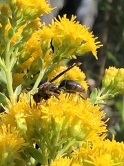 Polistes metricus