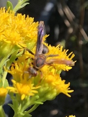 Polistes metricus