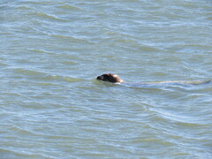 Phoca vitulina richardii