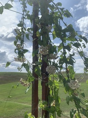 Funastrum cynanchoides