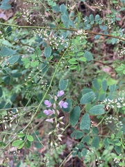 Indigofera australis