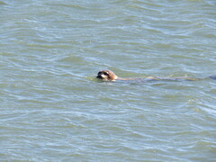 Phoca vitulina richardii