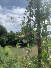 Funastrum cynanchoides