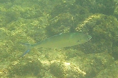Scomberoides lysan