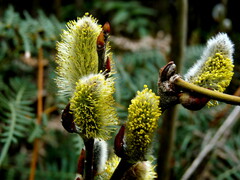 Salix cinerea