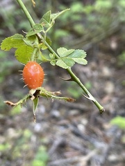 Rosa canina
