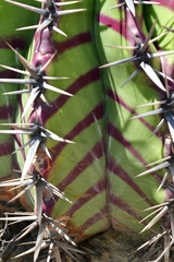 Echinocactus platyacanthus