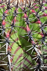 Echinocactus platyacanthus