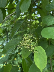 Cissus verticillata