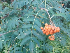 Sorbus aucuparia