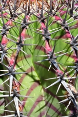 Echinocactus platyacanthus