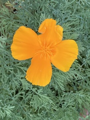 Eschscholzia californica