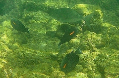 Acanthurus olivaceus
