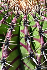 Echinocactus platyacanthus