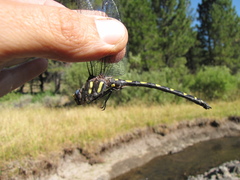Cordulegaster dorsalis