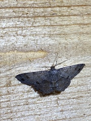 Melanolophia