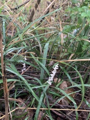 Liriope muscari