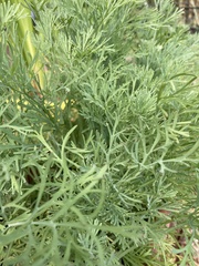 Eschscholzia californica