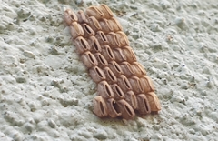 Lycorma delicatula