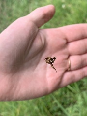 Acanthepeira stellata