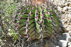Echinocactus platyacanthus