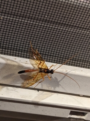 Opheltes glaucopterus