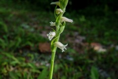 Spiranthes arcisepala