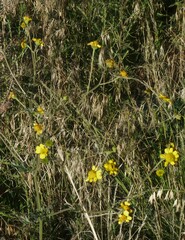 Hymenothrix dissecta