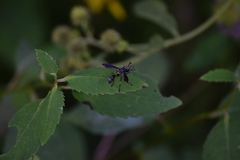Physocephala tibialis