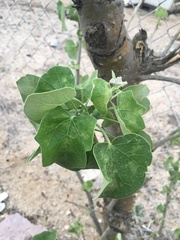 Jatropha cinerea