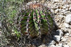 Echinocactus platyacanthus