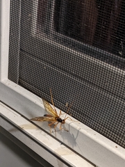 Opheltes glaucopterus