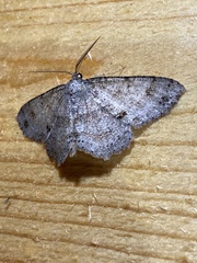 Melanolophia