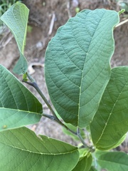 Annona macroprophyllata