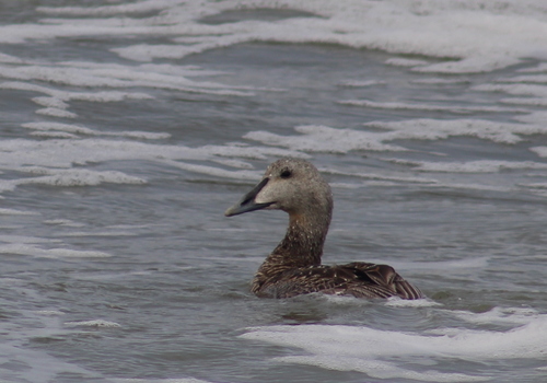 Common Eider (Hudson Bay)