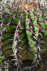 Echinocactus platyacanthus