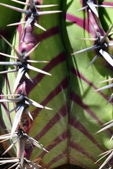 Echinocactus platyacanthus
