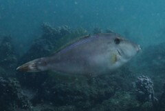 Meuschenia trachylepis