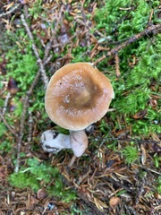 Cortinarius stillatitius