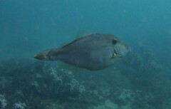 Meuschenia trachylepis