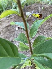 Annona macroprophyllata