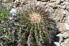 Echinocactus platyacanthus