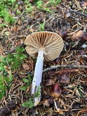 Cortinarius stillatitius