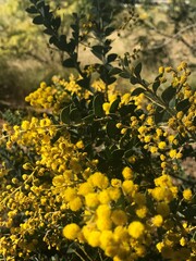 Acacia cultriformis