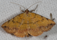 Hemeroplanis scopulepes